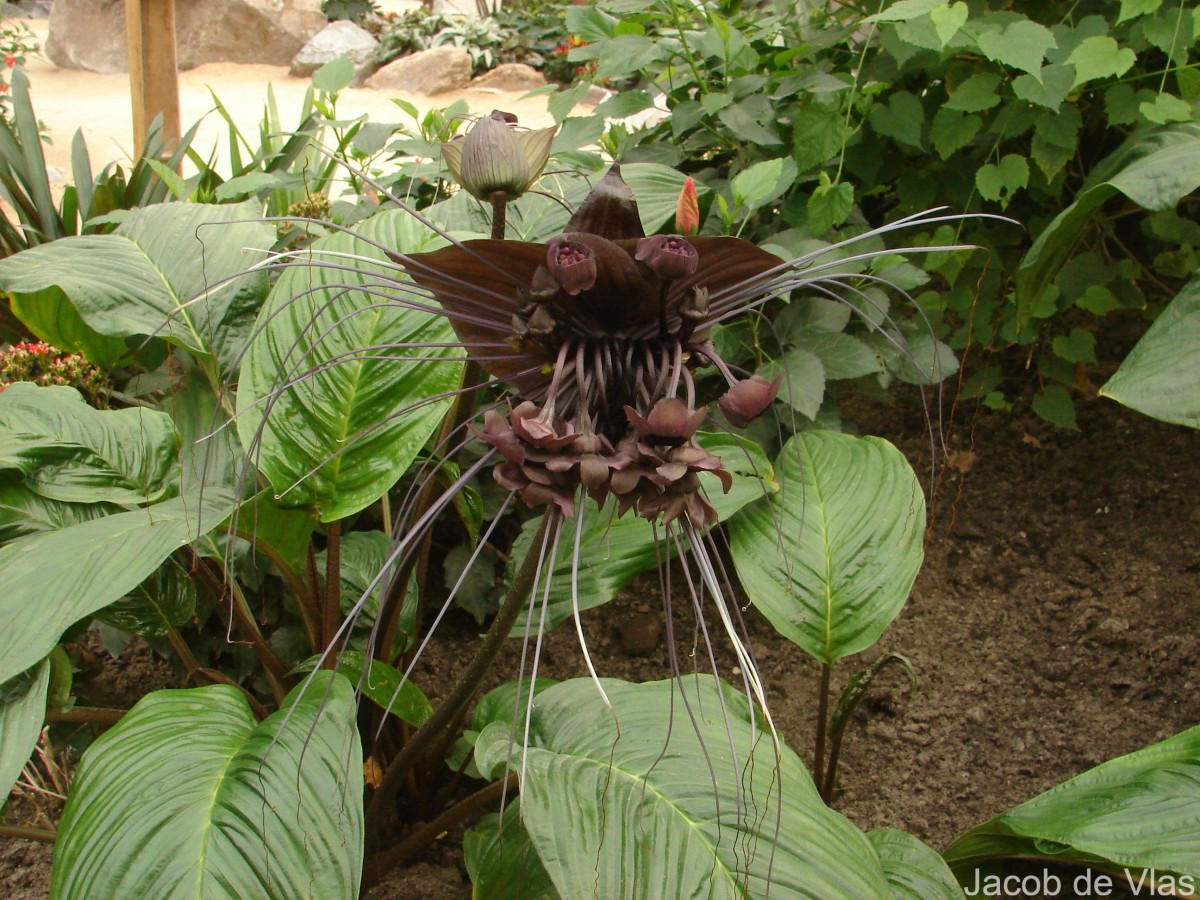 Tacca chantrieri André